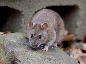 This rat is one of three rats commonly found in Sarasota, Florida. Security Termite & Pest Control services all of southwest Florida.