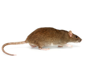 Sometimes confused with palm rats, the Norway rat is commonly found around homes in Sarasota, Florida