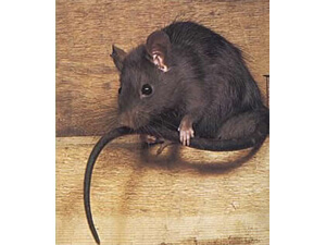 Sometimes called the roof, or fruit rat, the palm rat is just one of many pests that Security Termite & Pest Control can manage