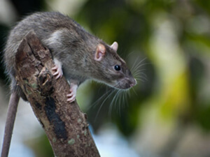 Florida Palm Rat Removal Services - Sarasota Tent Fumigation & Pest Control