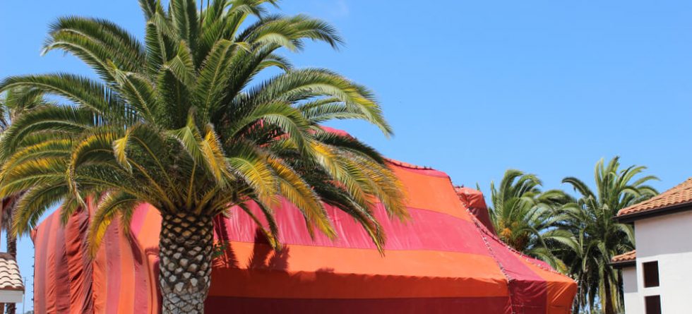 How Long Does Tent Fumigation Last