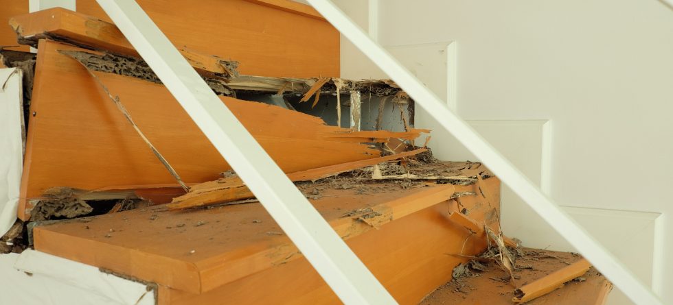 Can you live in a house with termites