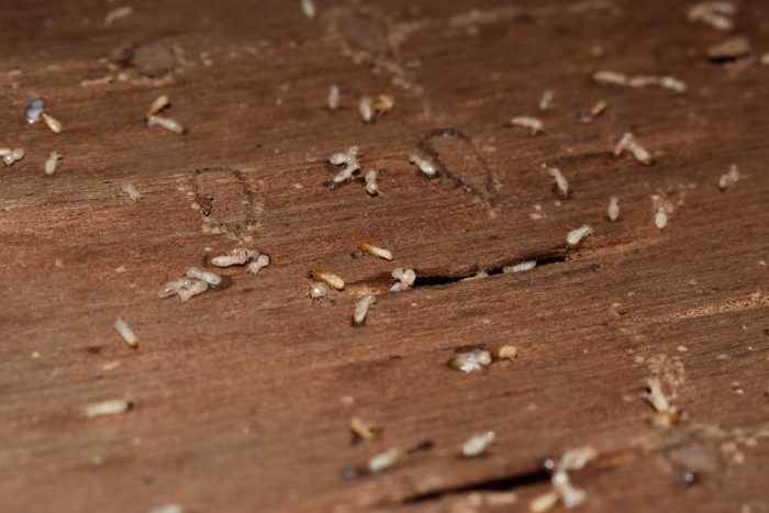 Does bleach kill termites