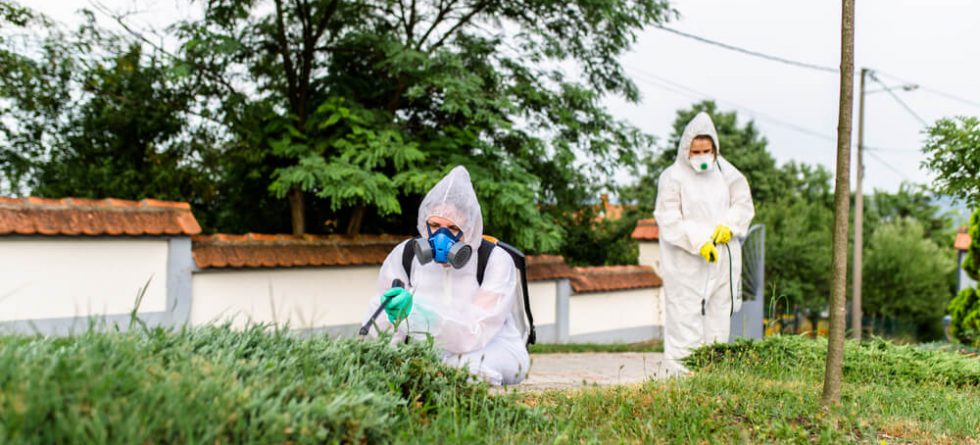 Florida Termite F.A.Q.'s