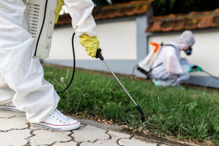 What do you do if you have termites in your yard