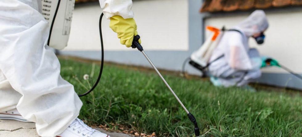 What do you do if you have termites in your yard