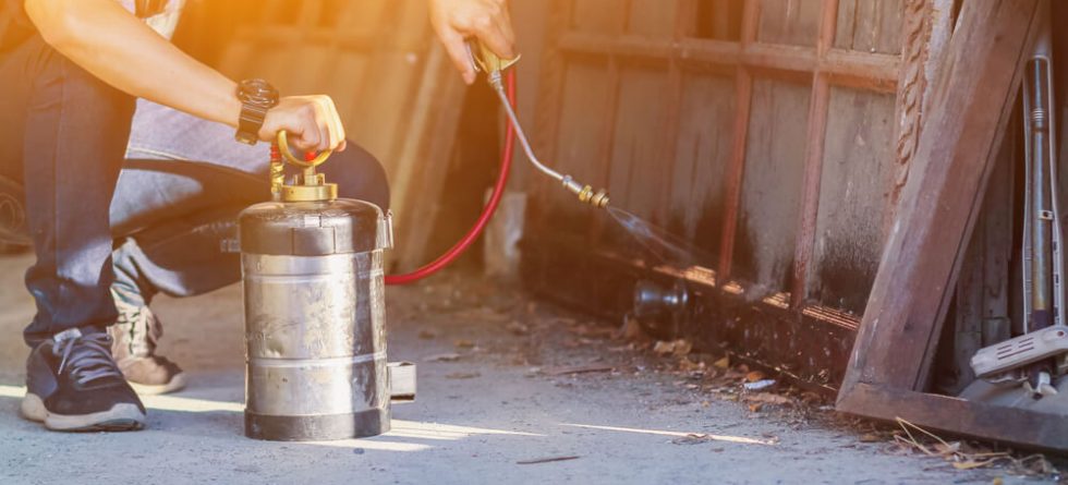 What is the best way to get rid of termites