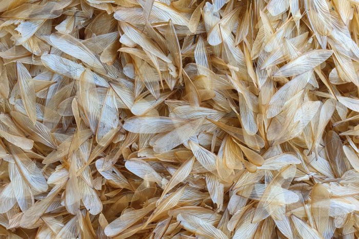 Why do I keep finding dead termites