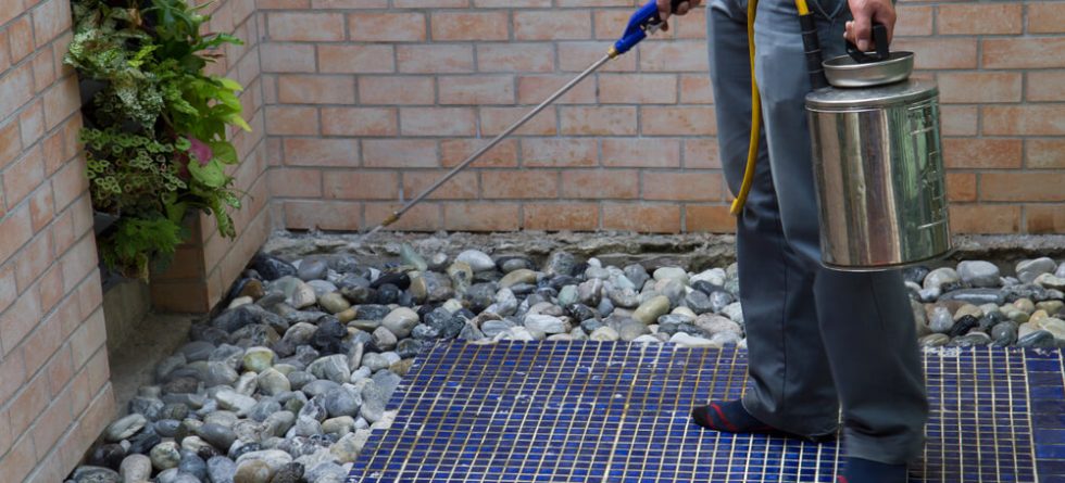 Why is termite protection so expensive