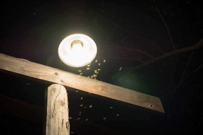 What happens if you disturb termites?