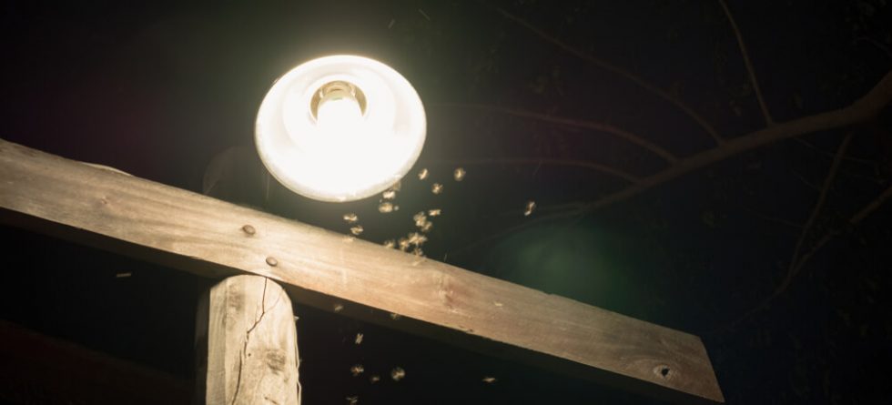 What happens if you disturb termites?