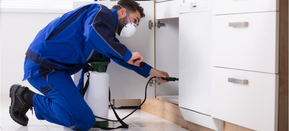 Does Fumigation Kill All Termites?