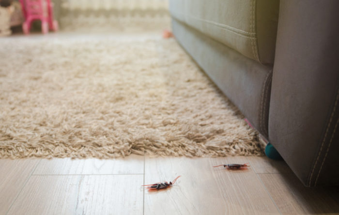 Does Tenting Kill German Roaches?