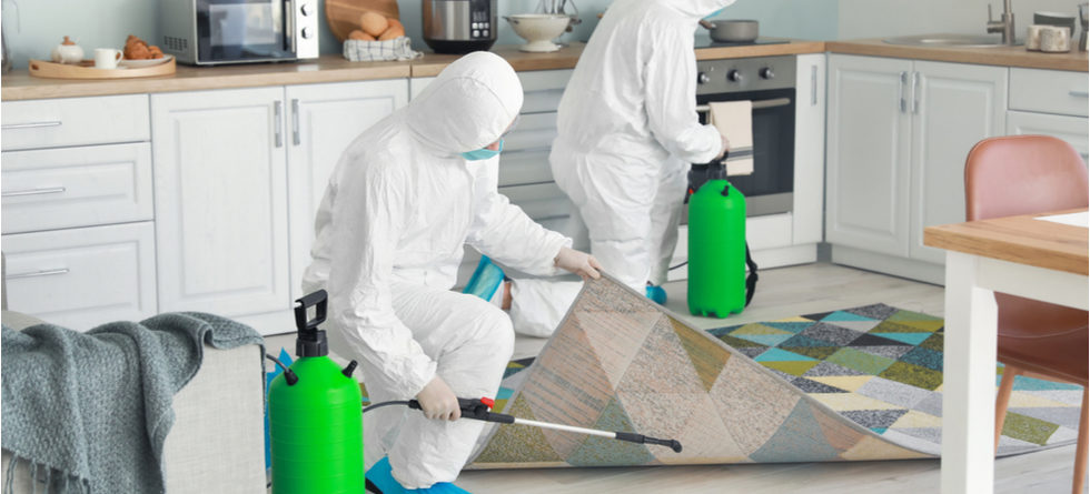 How Often Should Fumigation Be Done?