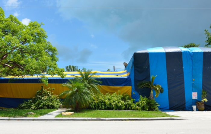 What Do You Clean After Termite Tenting?