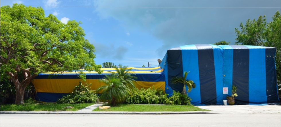 What Do You Clean After Termite Tenting?