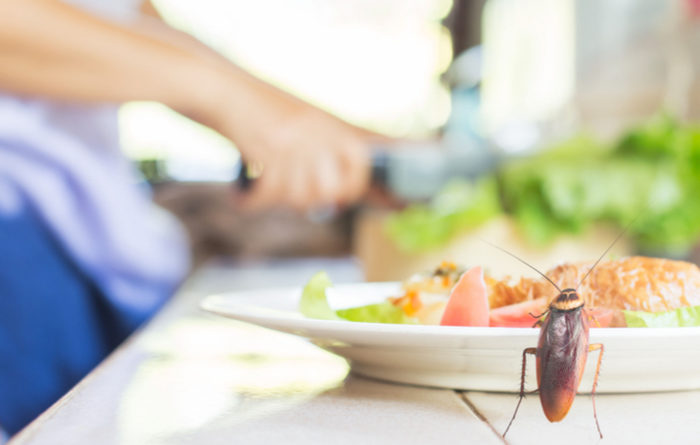 Why Do I Have Roaches In My Clean House?