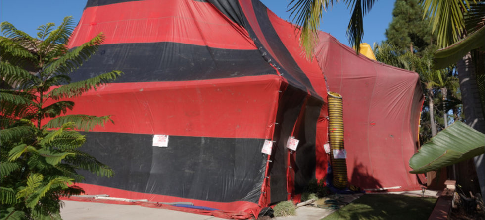 Will Tenting A House Kill Bed Bugs?