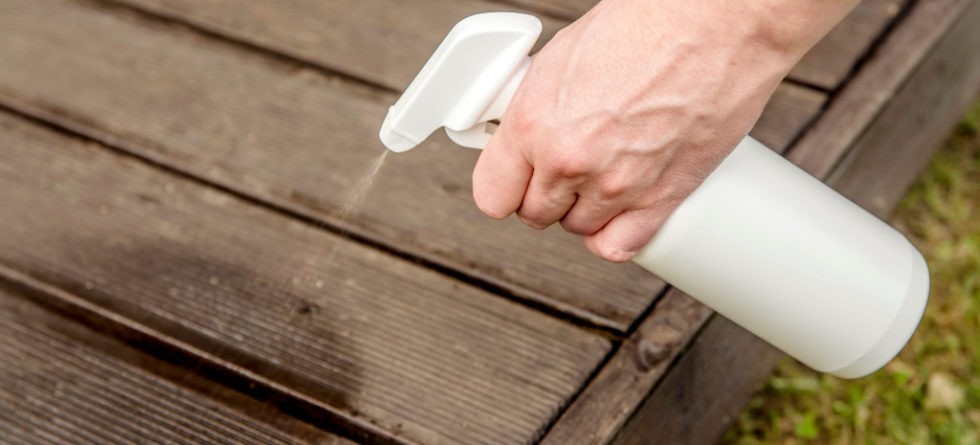 Can Salt Kill Termites?