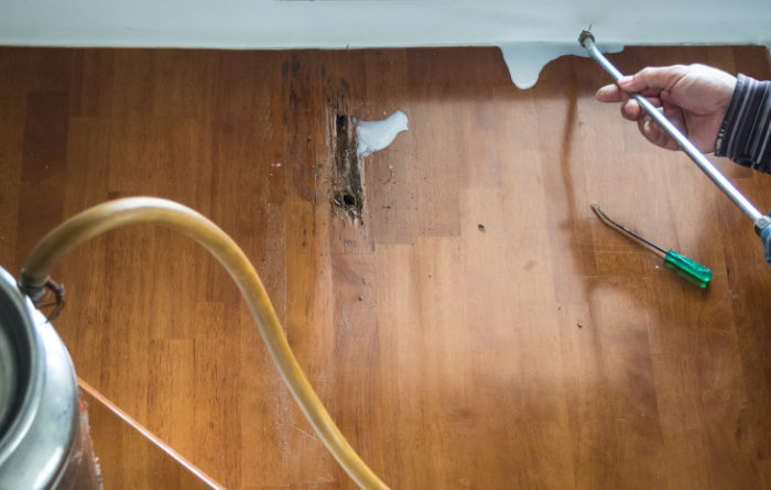 Can you get rid of termites permanently?