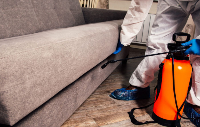 Can you take termites with you when you move?