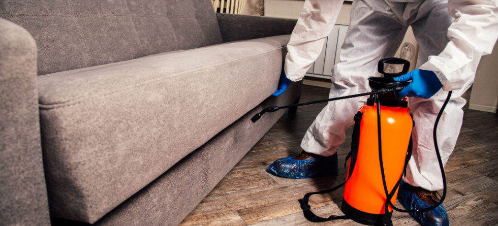 Can you take termites with you when you move?