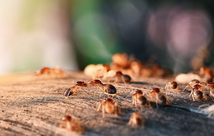 Do termites bite humans?