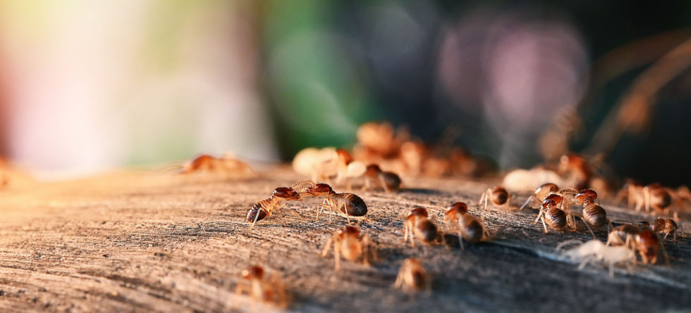 Do termites bite humans?