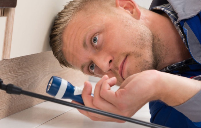 Do termites crawl on you?