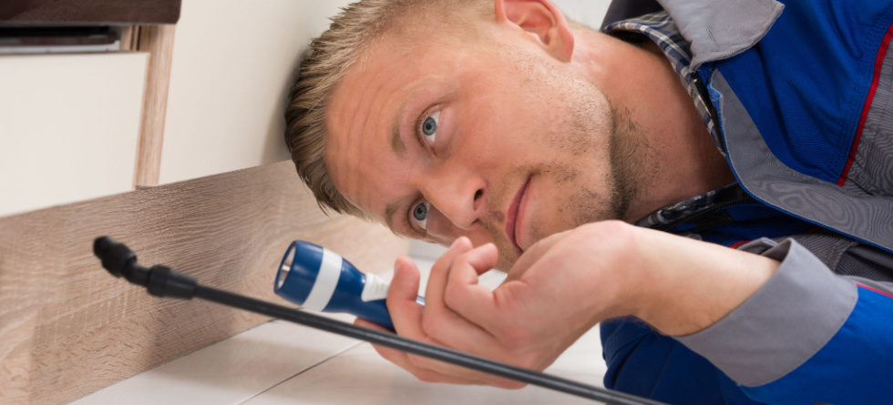 Do termites crawl on you?