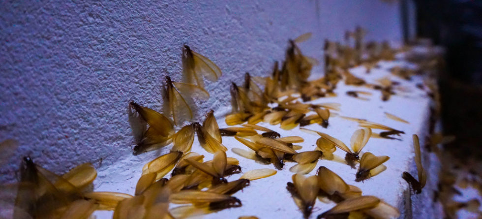 Do termites die on their own?