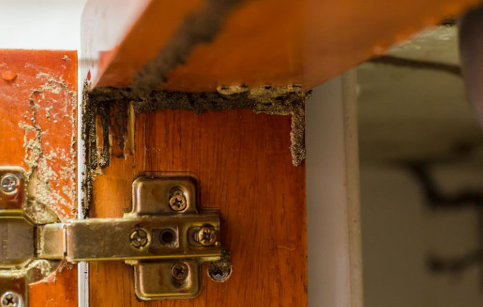 How do you tell if termites are active in your house?