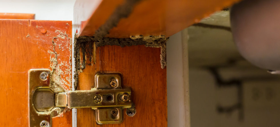 How do you tell if termites are active in your house?