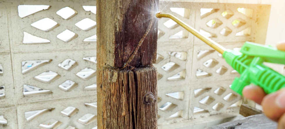 How does vinegar get rid of termites?