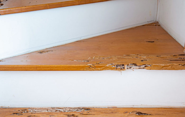 How long does it take for termites to destroy a house?