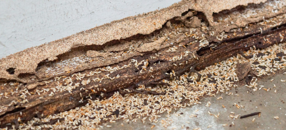 What attracts termites in the house?