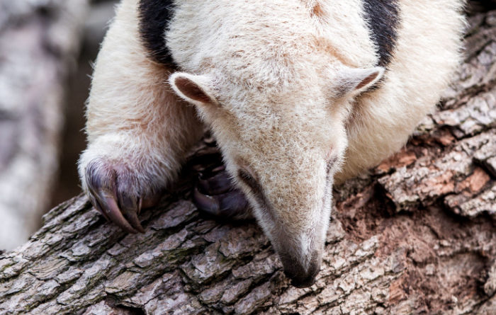 What do termites hate?