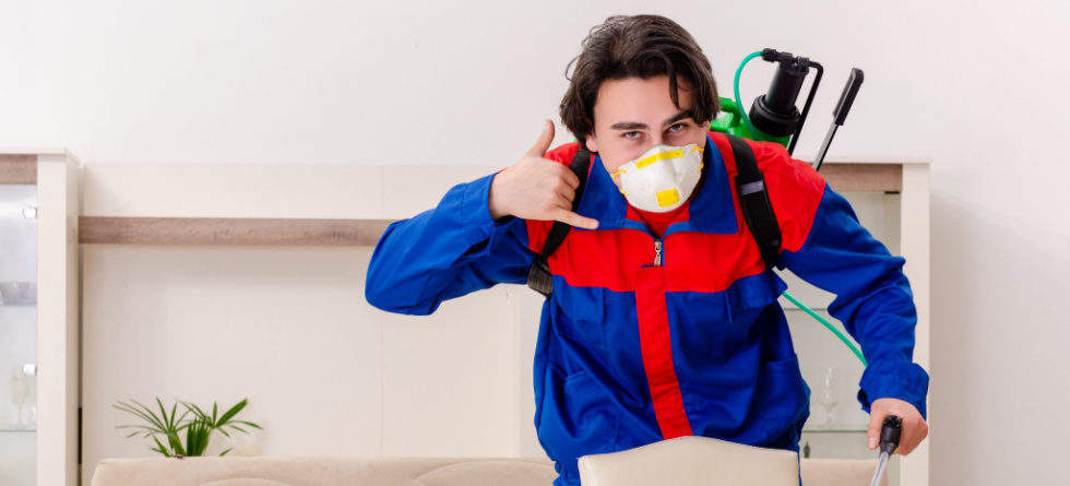 What to do when you find termites?