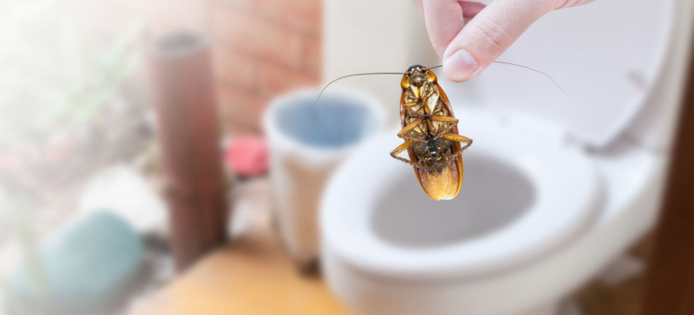 Can cockroaches survive being flushed down the toilet?