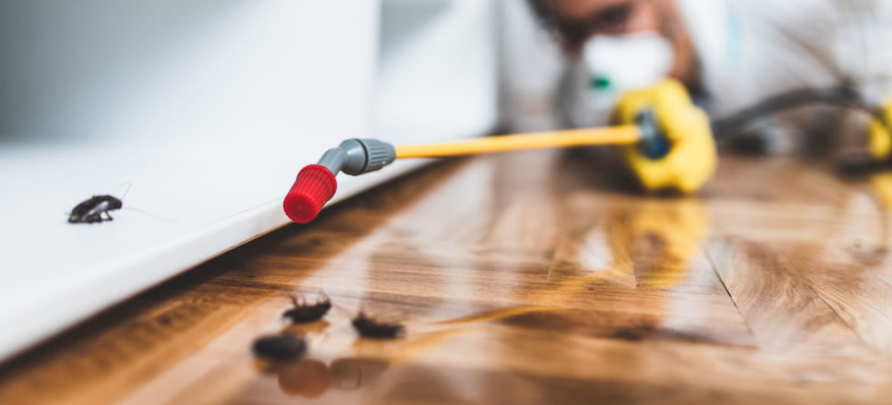 Can pest control get rid of roaches?