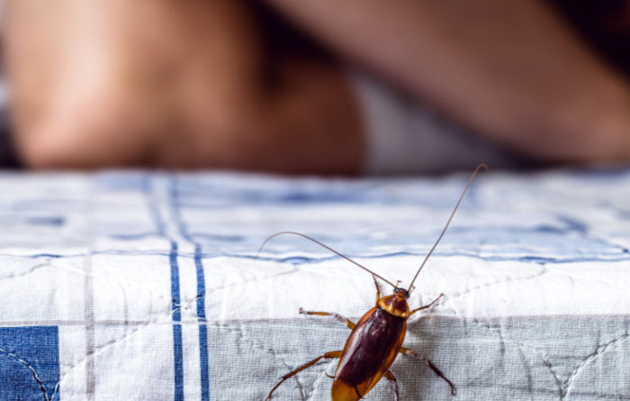Do cockroaches crawl on you at night?