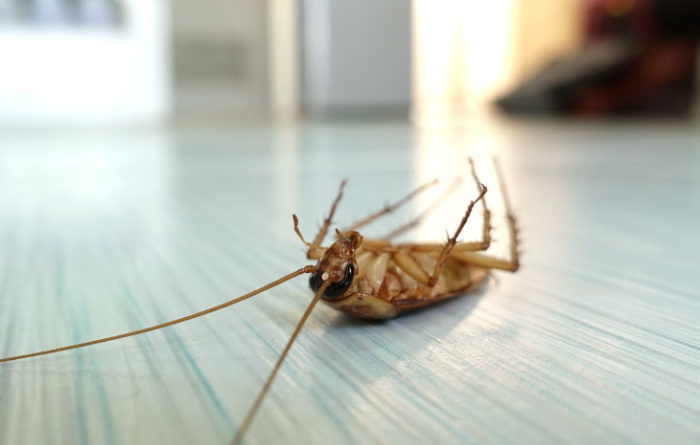 Do dead cockroaches attract more?