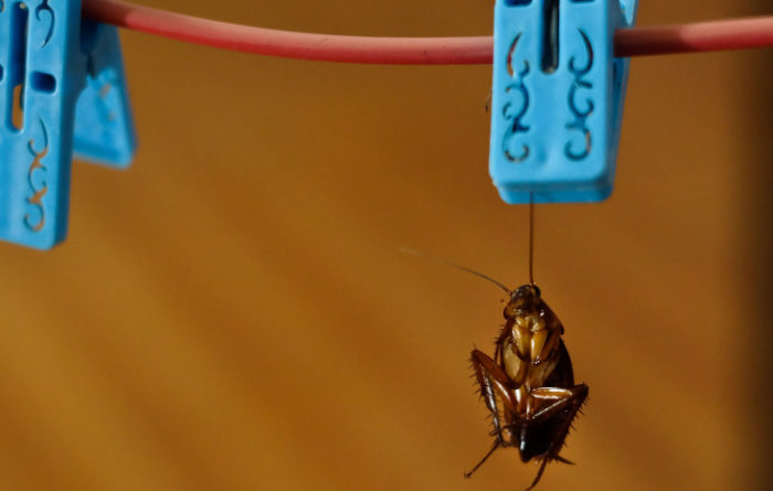Do dryer sheets repel roaches?