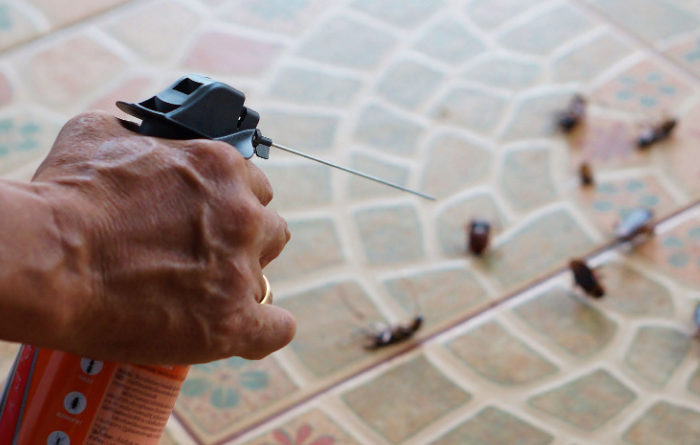 Do roaches come out more after spraying?