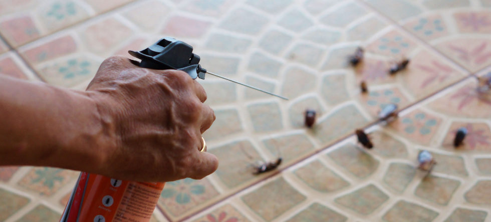 Do roaches come out more after spraying?