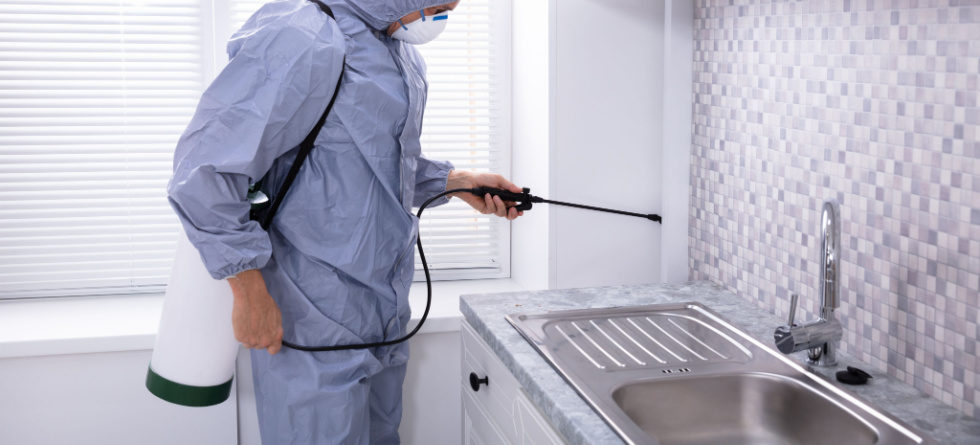 Do roaches come up through drains?