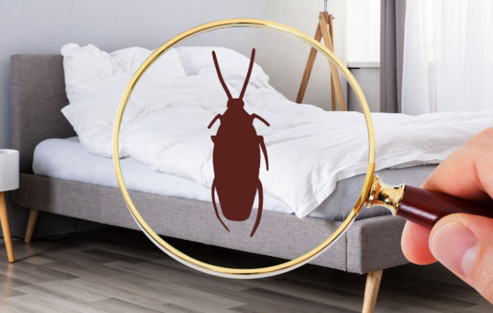 Do roaches hide in mattresses?