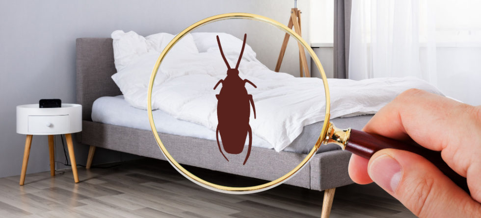Do roaches hide in mattresses?