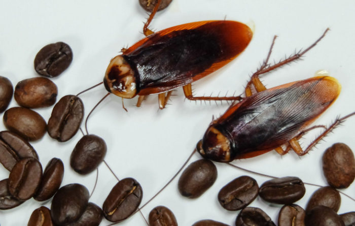 Do roaches like coffee grounds?