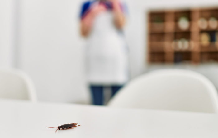 Does 1 cockroach mean there are more?